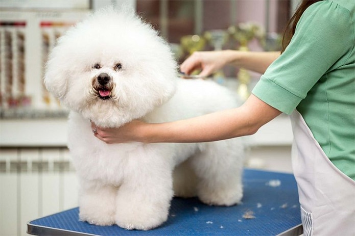 Mở dịch vụ chăm sóc thú cưng với 300 triệu