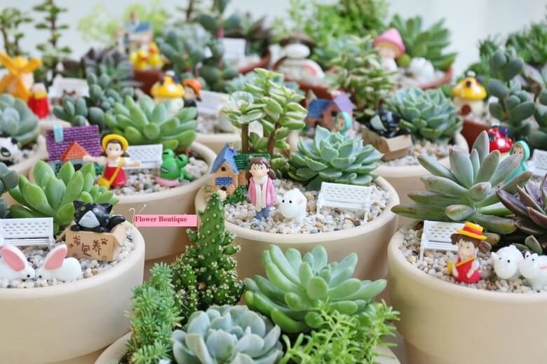 Bán cây cảnh mini