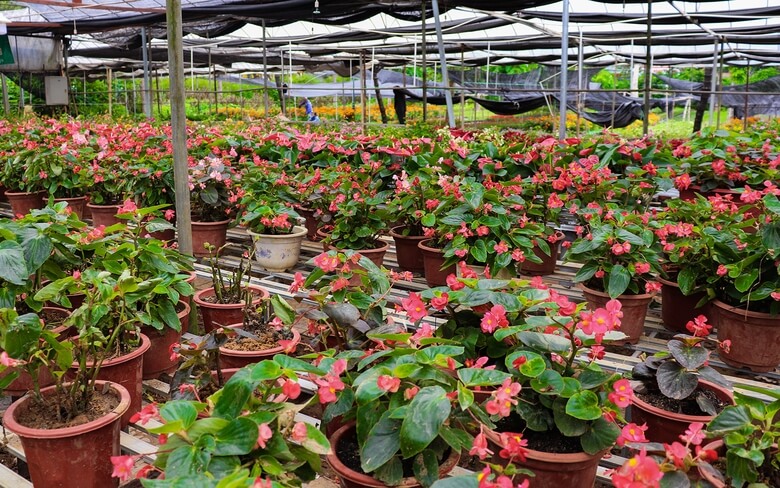 Kinh doanh cây cảnh