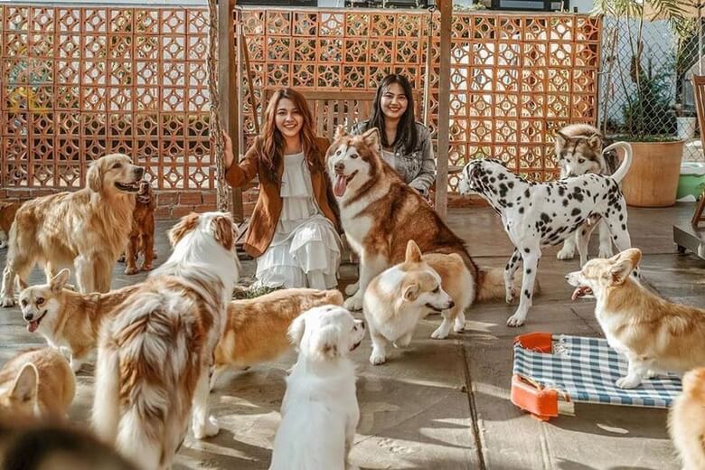 Nữ mệnh Hỏa kinh doanh pet