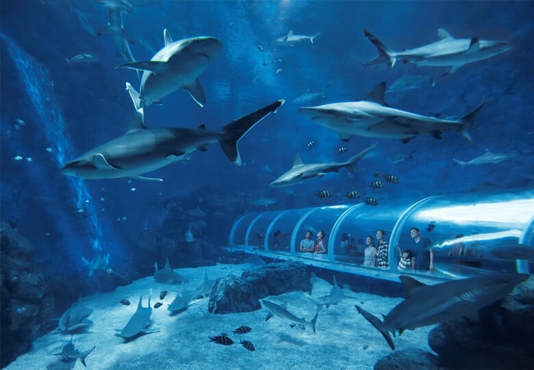 Khám phá Shark Seas