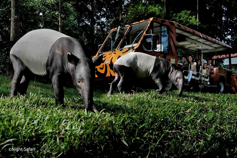 Night Safari Singapore