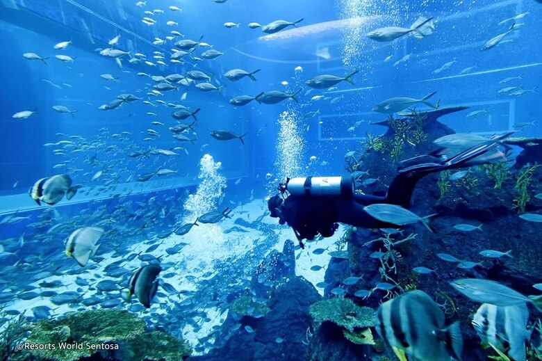 Thủy cung S.E.A Aquarium Singapore