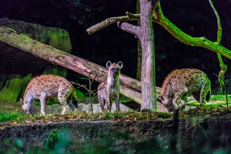 Vườn thú đêm Night Safari Singapore