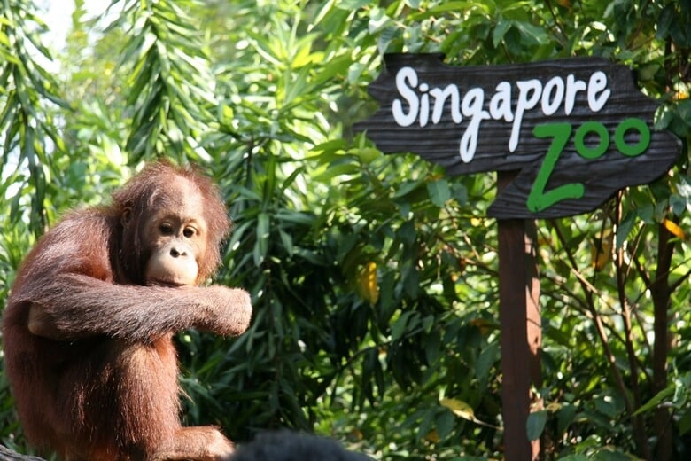 Dùng bữa sáng bên các chú Orangutan