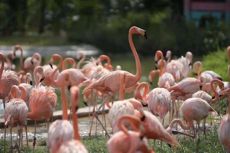 Bird Paradise Singapore